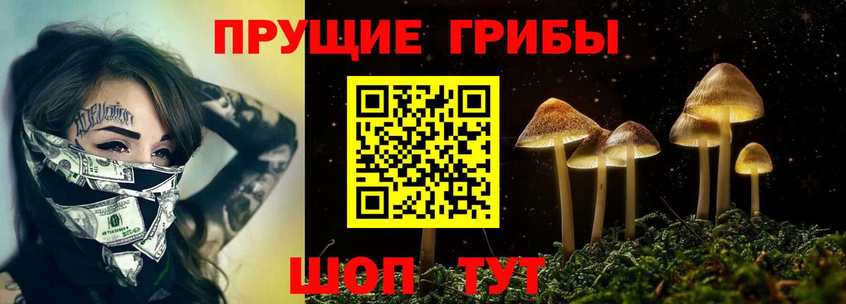 Новозыбков  Галлюциногенные грибы Psilocybine cubensis  Вход с VPN 